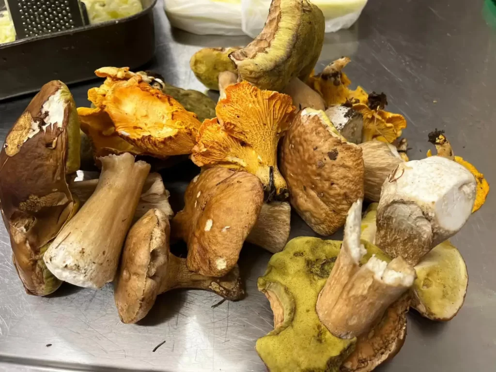 Produženi vikend na Budinjaku (Žumberak) - Velika Gospa 2023