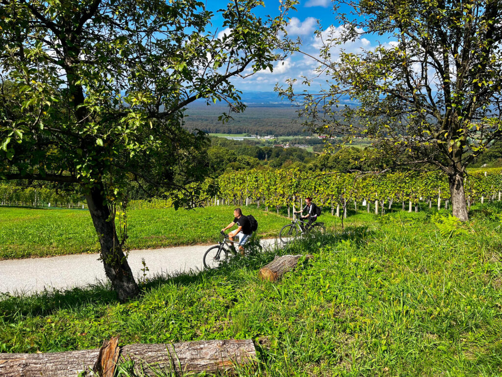 Vinska tura: Pedaliraj i degustiraj